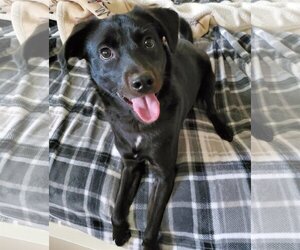 Labrador Retriever-Unknown Mix Dogs for adoption in New Castle, DE, USA