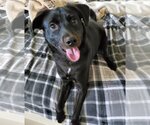 Small Photo #1 Labrador Retriever-Unknown Mix Puppy For Sale in New Castle, DE, USA