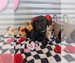 Small Photo #4 Golden Labrador Puppy For Sale in CAMERON, MO, USA