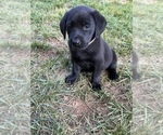 Small Photo #26 Labrador Retriever Puppy For Sale in GLADSTONE, VA, USA