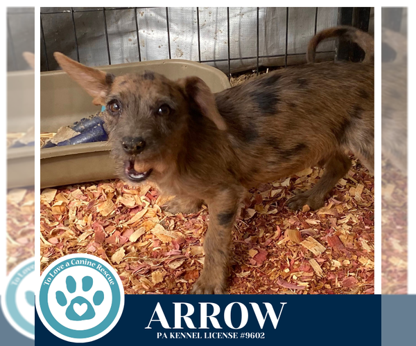 Medium Photo #2 Dachshund-Unknown Mix Puppy For Sale in Kimberton, PA, USA