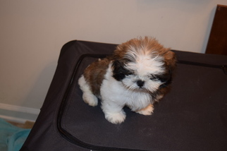 Shih Tzu Puppy for sale in CAPE CARTERET, NC, USA