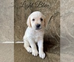 Small Photo #54 Labrador Retriever Puppy For Sale in MURRIETA, CA, USA