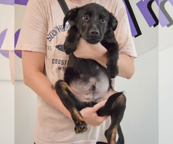 Medium Photo #4 German Shepherd Dog-Unknown Mix Puppy For Sale in Huntley, IL, USA