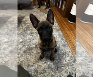 Belgian Malinois Puppy for sale in CHICAGO, IL, USA