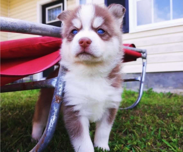 Medium Photo #1 Pomsky Puppy For Sale in HUBERT, NC, USA