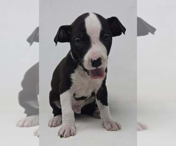 Medium Photo #1 Labrador Retriever-Unknown Mix Puppy For Sale in Brewster, NY, USA