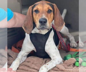 Coonhound Dogs for adoption in Martinsburg, WV, USA