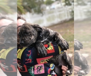 Presa Canario Puppy for sale in SEBASTIAN, FL, USA