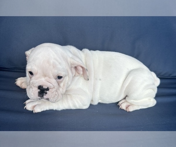 Medium Photo #12 English Bulldog Puppy For Sale in WEEKI WACHEE, FL, USA