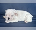 Small Photo #51 English Bulldog Puppy For Sale in WEEKI WACHEE, FL, USA