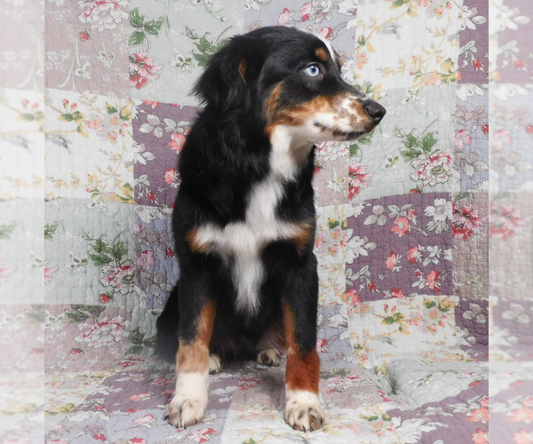 Medium Photo #8 Miniature Australian Shepherd Puppy For Sale in HARRISON, OH, USA