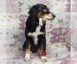 Small #7 Miniature Australian Shepherd