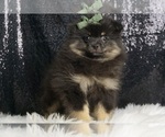 Puppy Cocoa Puffs AKC Pomeranian