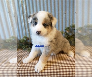 Australian Shepherd Puppy for Sale in NEW YORK MILLS, Minnesota USA