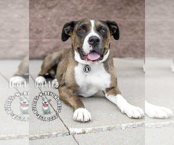 Medium Photo #13 American Pit Bull Terrier-Bulldog Mix Puppy For Sale in Omaha, NE, USA