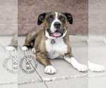 Small #12 American Pit Bull Terrier-Bulldog Mix