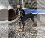 Small #8 Black and Tan Coonhound