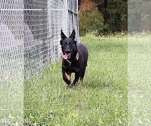 German Shepherd Dog Puppy for sale in WARRENTON, NC, USA