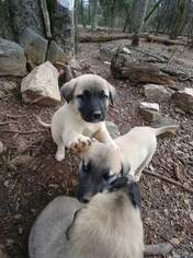 Anatolian Shepherd Puppy for sale in LAURENS, SC, USA