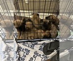 Small Photo #15 Belgian Malinois Puppy For Sale in ATHENS, AL, USA
