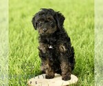 Small #2 Poovanese