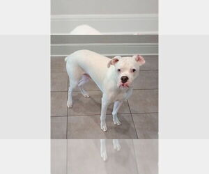 Boxer Dogs for adoption in Austin, TX, USA