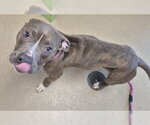 Small Mutt
