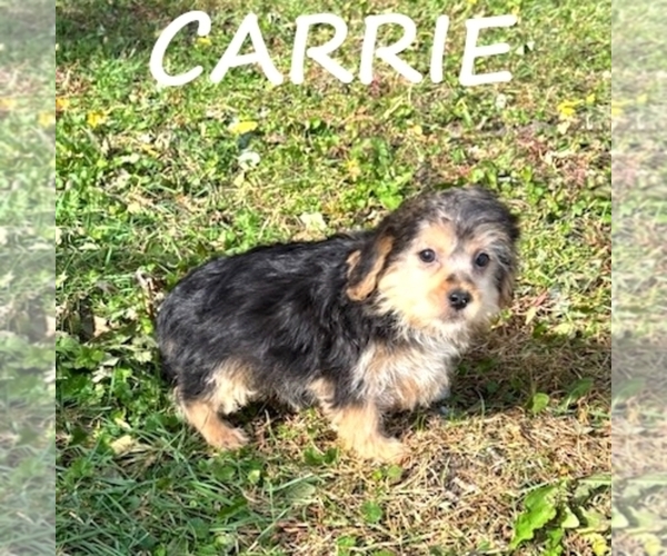 Medium Photo #3 YorkiePoo Puppy For Sale in HARTLAND, MN, USA