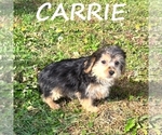 Small #2 YorkiePoo