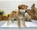 Small Photo #5 Shiba Inu Puppy For Sale in REDWOOD CITY, CA, USA