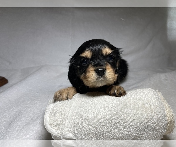 Medium Photo #5 Cavalier King Charles Spaniel Puppy For Sale in BENTONVILLE, AR, USA