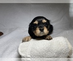 Small Photo #5 Cavalier King Charles Spaniel Puppy For Sale in BENTONVILLE, AR, USA