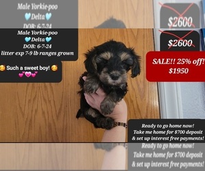 YorkiePoo Puppy for sale in TUCSON, AZ, USA