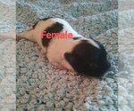 Small #4 Malchi
