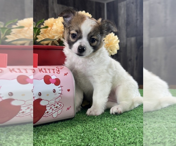Medium Photo #1 Chihuahua Puppy For Sale in CANOGA, NY, USA