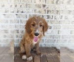 Puppy Peanut Goldendoodle