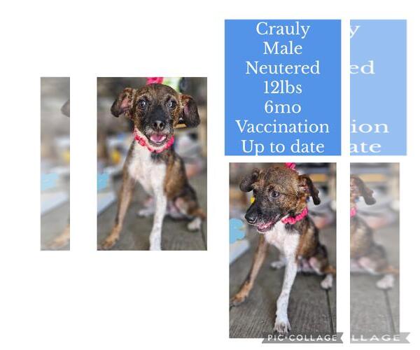 Medium Photo #2 Chihuahua-Unknown Mix Puppy For Sale in Virginia Beach, VA, USA