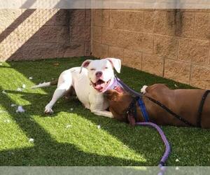 Boxer-Unknown Mix Dogs for adoption in Derwood, MD, USA