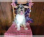 Small Photo #98 Bernedoodle (Miniature) Puppy For Sale in BLACK FOREST, CO, USA
