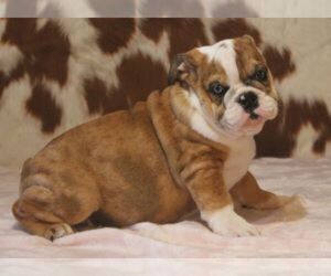 English Bulldog Puppy for sale in MARSHFIELD, MO, USA