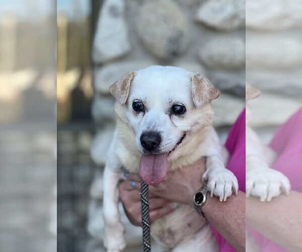 Medium Photo #1 Pembroke Welsh Corgi-Unknown Mix Puppy For Sale in Dana Point, CA, USA