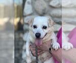 Small Pembroke Welsh Corgi Mix