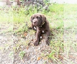 Small #1 Labrador Retriever