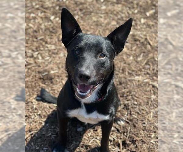 Medium Photo #2 Border Collie-Bull Terrier Mix Puppy For Sale in Orange, CA, USA