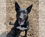 Small #1 Border Collie-Bull Terrier Mix