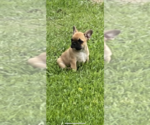 Small Photo #5 French Bulldog Puppy For Sale in SIOUX FALLS, SD, USA