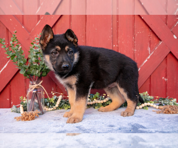 Medium Photo #3 German Shepherd Dog Puppy For Sale in PARKESBURG, PA, USA