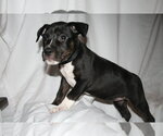 Small #13 American Staffordshire Terrier Mix