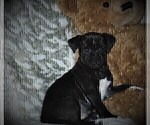 Small Photo #4 Pug Puppy For Sale in THORP, WI, USA